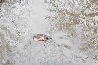 Makabryczne znalezisko w Zabrzu: Martwy pies w rzece, miał obrażenia wewnętrzne [ZDJĘCIA]