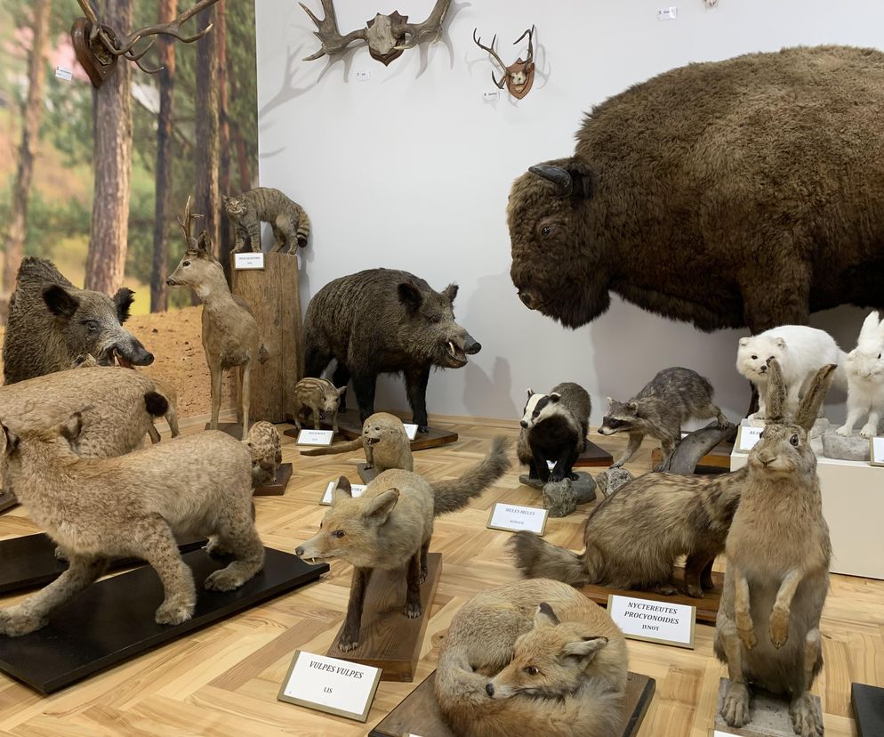 Muzeum Zoologiczne UMCS zaprasza do odwiedzin. Szansa na wizytę będzie także w Noc Muzeów