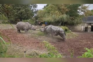 Teściowa ugryzła synową w czoło! Kto rządzi na wybiegu?