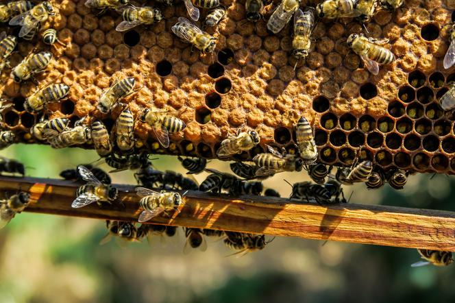 Miejskie pszczoły w Białymstoku? Radny Koalicji Obywatelskiej Andrzej Perkowski chce, aby na terenie miasta powstały ule