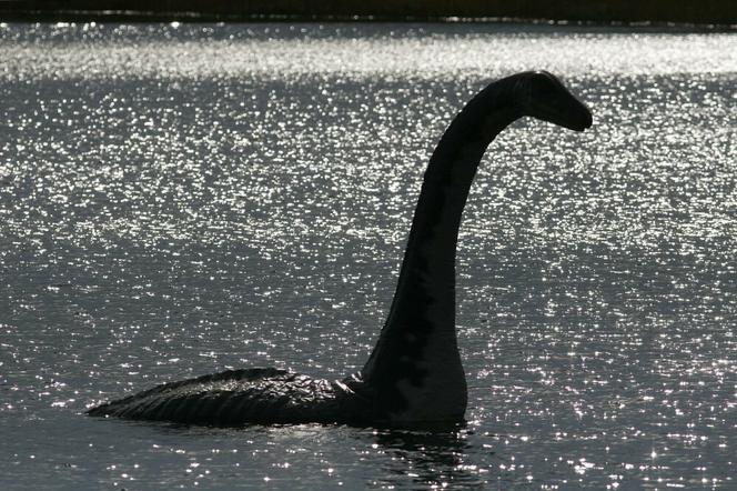 Potwór z Loch Ness jest żółwiem! Naukowcy ujawniają