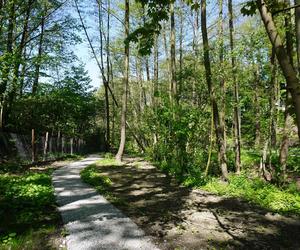 Tak wygląda park w dolinie Ślepiotki w Katowicach