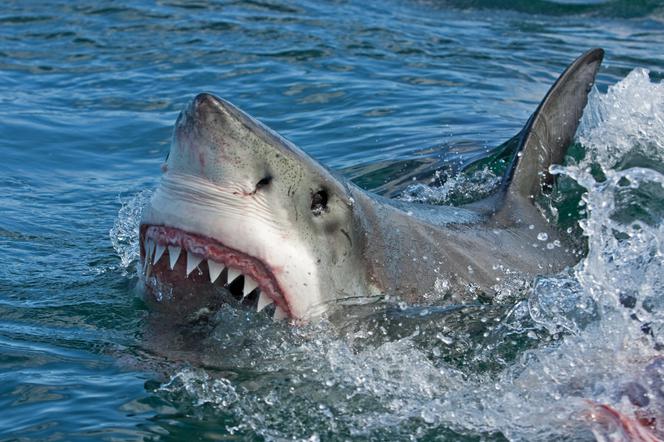 Rekiny atakują! Sto drapieżników zmierza na plaże