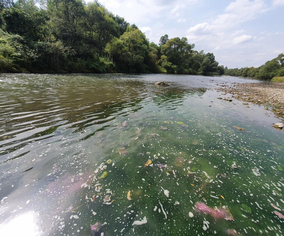 Zanieczyszczona rzeka Raba. Jaki jest stan wody w Krakowie? Czy jest zdatna do picia?