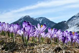 Krokusy w Dolinie Chochołowskiej. Kiedy przywitamy wiosnę w Tatrach? [GALERIA]
