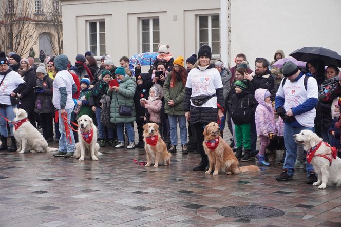 Golden Retriever WOŚP w Poznaniu