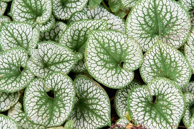 Brunnera wielkolistna