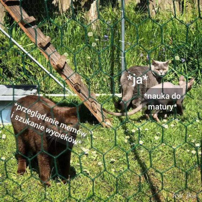 Memy matura 2020