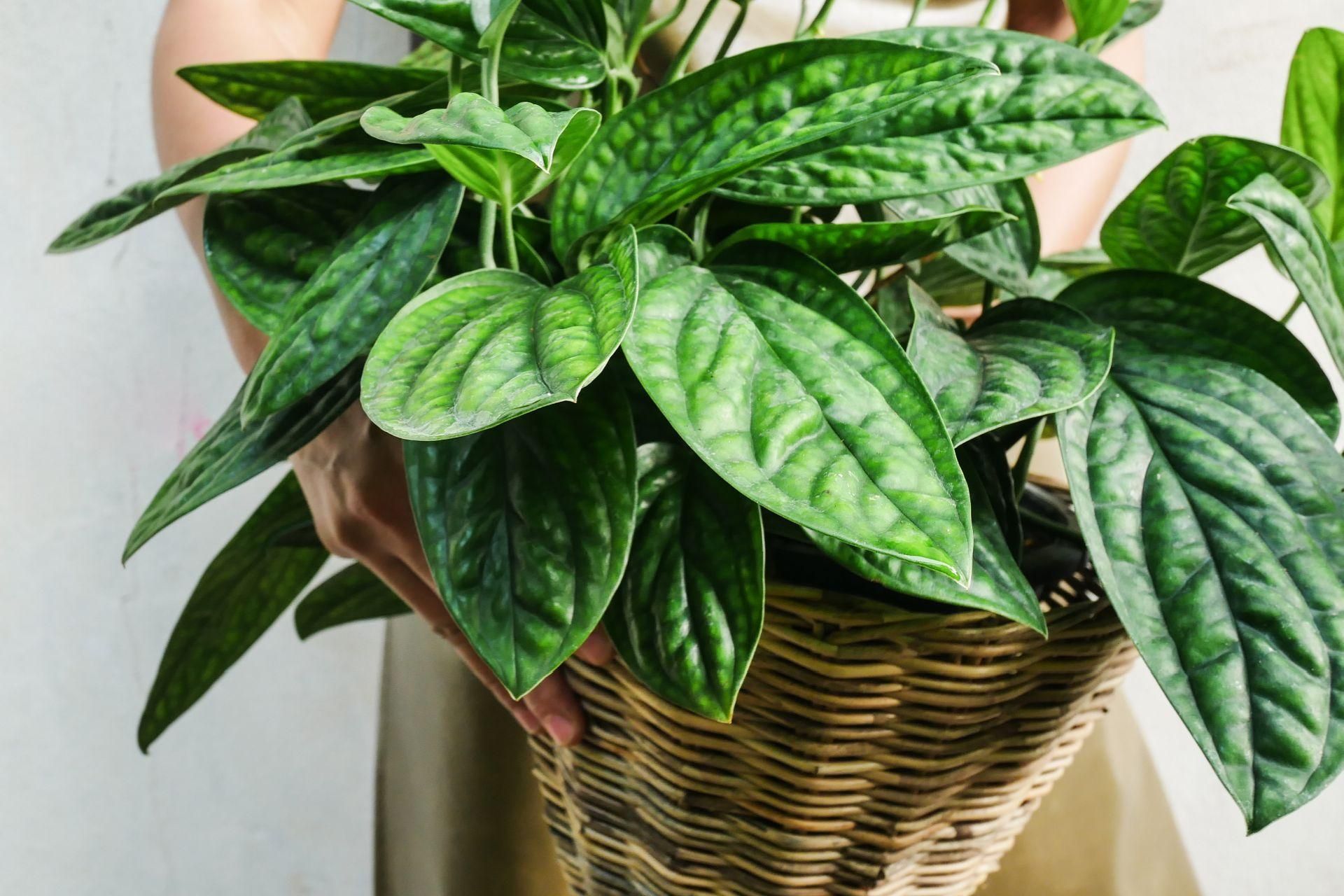 Monstera karstenianum - efektowne pncze o zjawiskowych liciach. Jak  uprawia i pielgnowa Monster Peru? - murator.pl