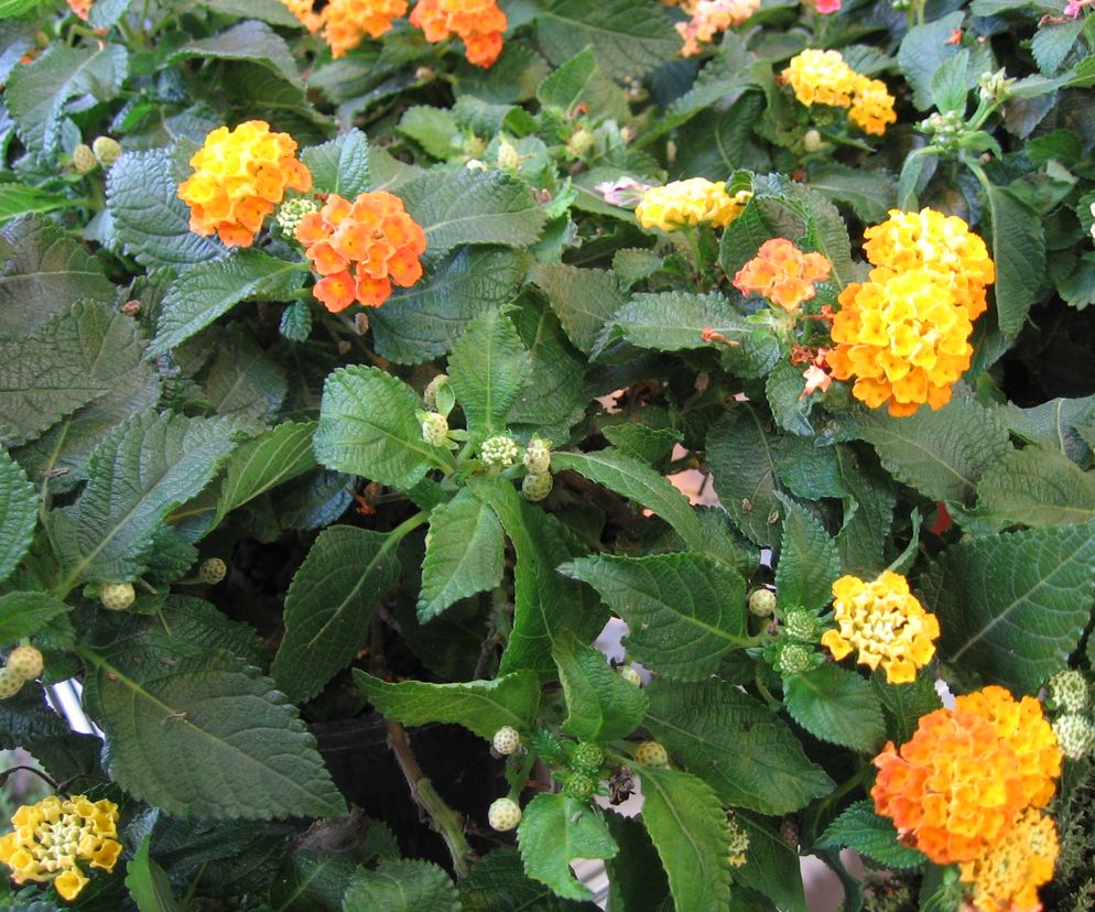 Lantana
