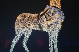 Park Miliona Świateł w Zabrzu już otwarty!