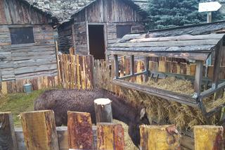 Będzińska Szopka Bożonarodzeniowa