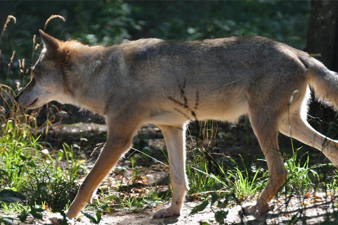 Wilki pojawiły się w starachowickich lasach, dokładnie w okolicach Lipia(WIDEO)