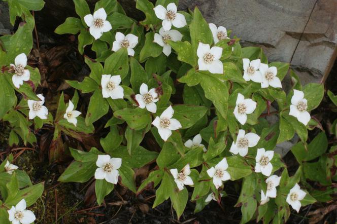 Dereń kanadyjski - Cornus canadensis