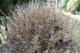 Bukszpany zaatakowane przez ćmę bukszpanową