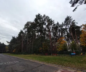 Ponad 12 tysięcy złotych na badania drzew w Lesznie. Wyspecjalizowana firma sprawdzi stan drzew w lasku przy Rejtana