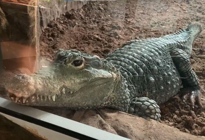 Jak zimą radzą sobie egzotyczne zwierzęta w bydgoskim zoo?