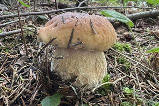 Letni wysyp grzybów w Bieszczadach