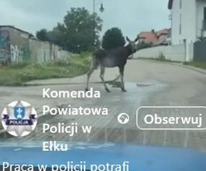 Łoś pływał w rzece i spacerował po Ełku! 