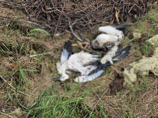 Żywioł nie oszczędził nawet bocianów. Nawałnica zabiła całą rodzinę