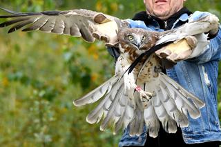 Bodzio Gadożer wraca na wolność