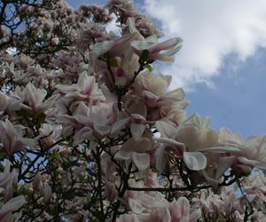 Cieszyński Szlak Kwitnącej Magnolii 