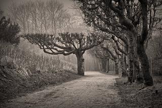 Mglisty wieczór w Brzeźnie [ZDJĘCIE DNIA]