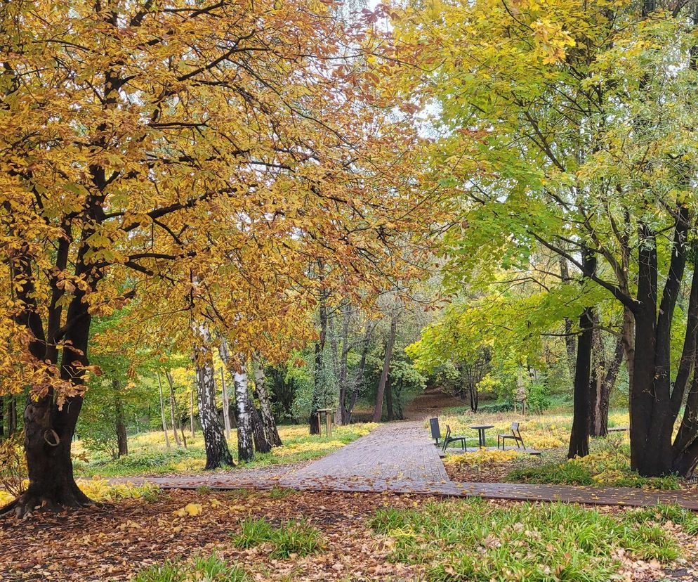 To najlepszy park w Olsztynie na jesienny spacer. Wyboru dokonała AI