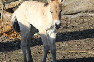  Warszawskie zoo ma nowego mieszkańca. To trzecie dziecko Primy i Larsa