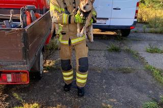 Ze studni słychać było przeraźliwe skomlenie. Misiek i Bonnie mieli wiele szczęścia
