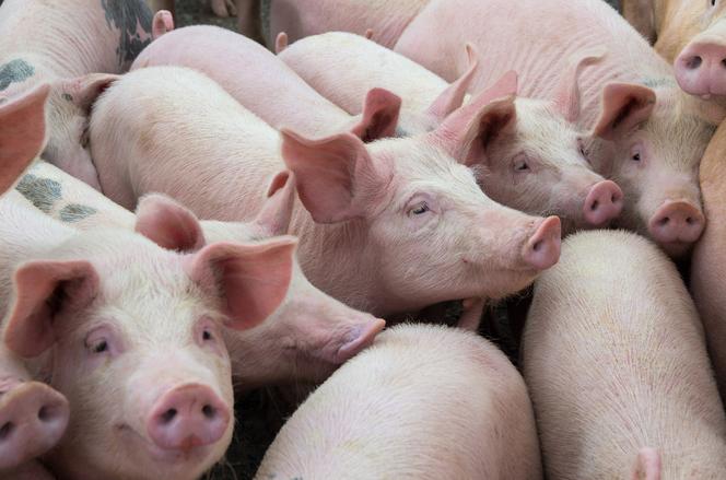 Za kilka lat na sklepowe półki może trafić wędlina ze zmodyfikowanej genetycznie świni 