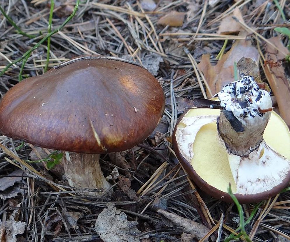 Maślak zwyczajny to grzyb jadalny, który zwykle rośnie pod sosnami. Fot. Jerzy Opioła/Wikimedia Commons, lic. CC BY-SA 3.0