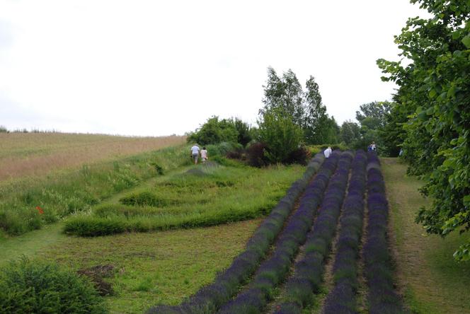 Lawendowe pola. Gdzie są w Polsce i kiedy kwitną? Atrakcje, dojazd