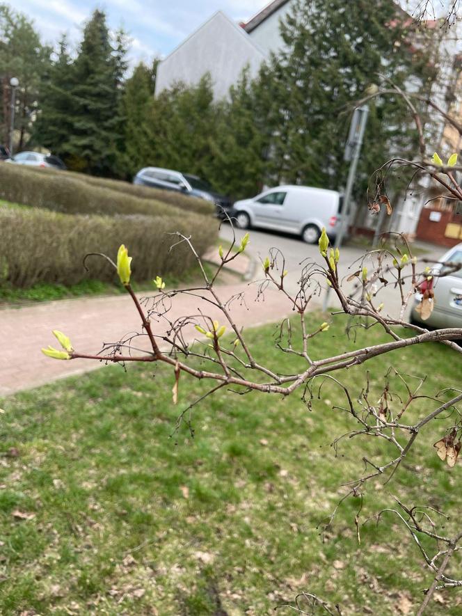 Wiosna w Poznaniu. Nadchodzi lepsza część roku