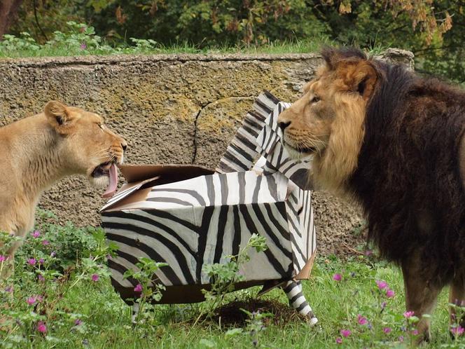 Rozrywka dla lwów z łódzkiego zoo