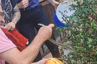  Wąż odwiedził mieszkańców Rzeszowa