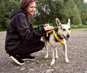 Psa ze schroniska można zabrać na spacer. Potrzebni są wolontariusze!