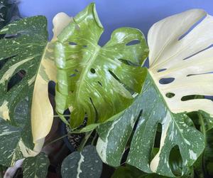 Monstera variegata