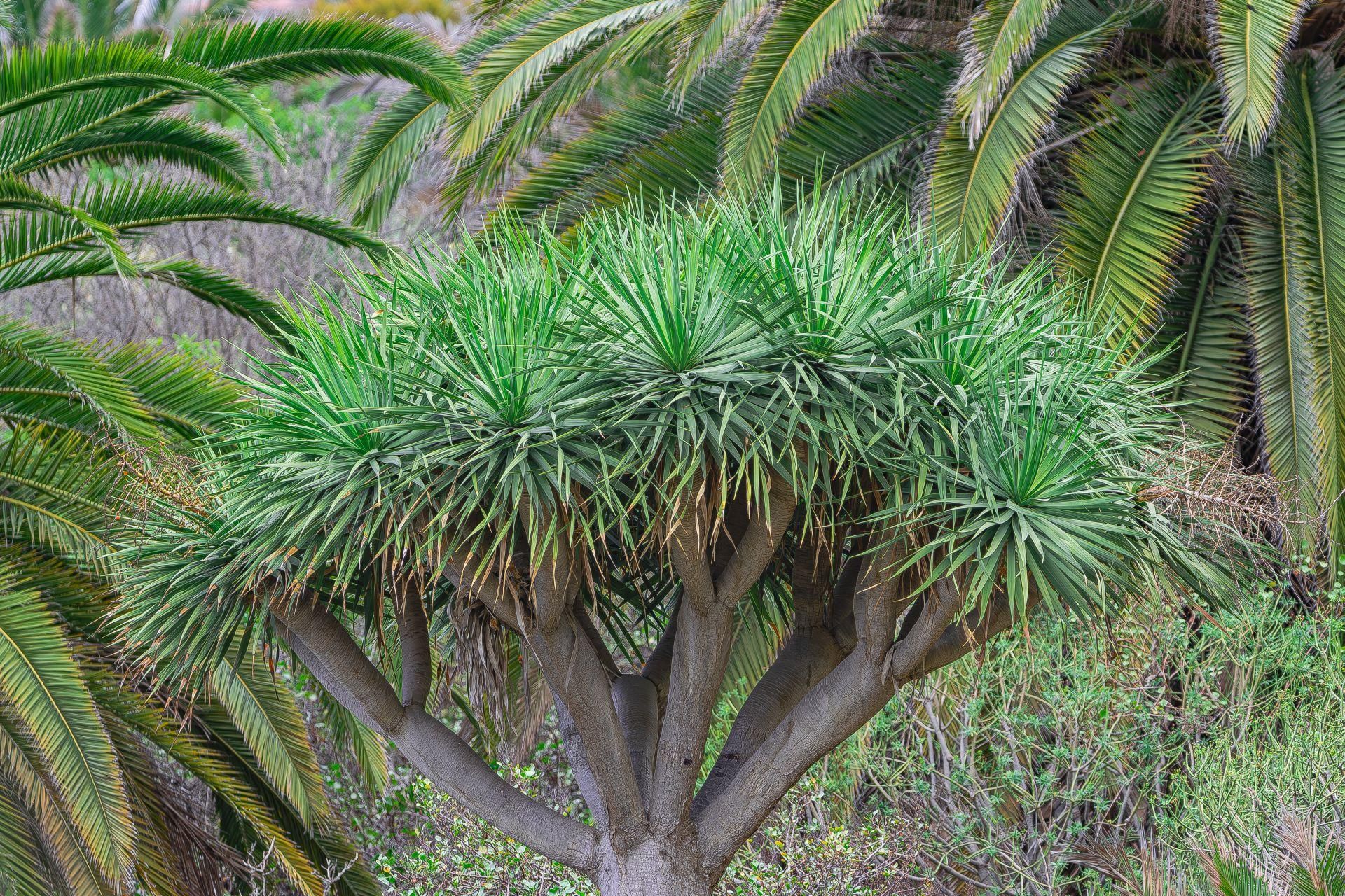 Dracena smocza - smocze drzewo i jego uprawa z domowej doniczce - murator.pl