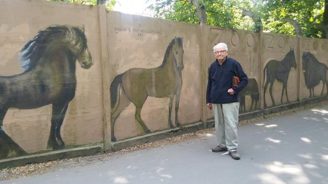 Malarz sam odnawia mural na ogrodzeniu wrocławskiego zoo