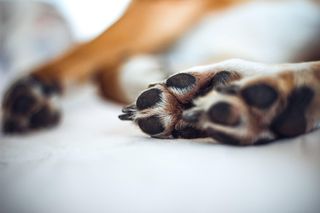 Co się stało z psem z Pawłowic koło Leszna? Jest policyjne dochodzenie