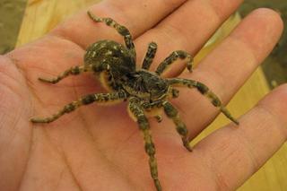 Tarantula ukraińska dotarła do Polski. To jeden z największych jadowitych pająków w Europie