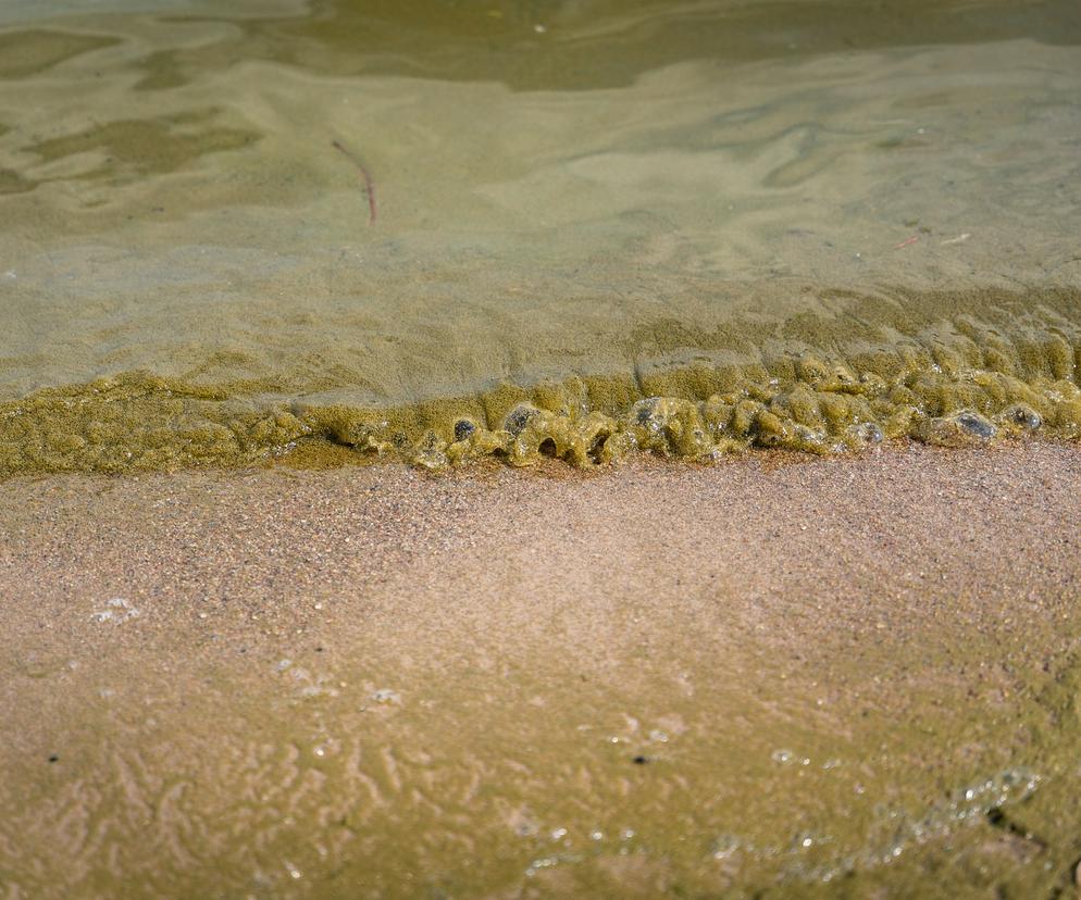  Mikołajki. Zakaz kąpieli na plaży miejskiej. W jeziorze pojawiły się sinice [ZDJĘCIA]