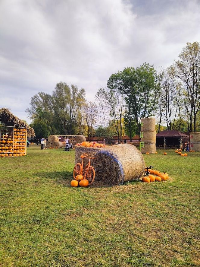 Farma dyniowa wraca na mapę Rudy Śląskiej