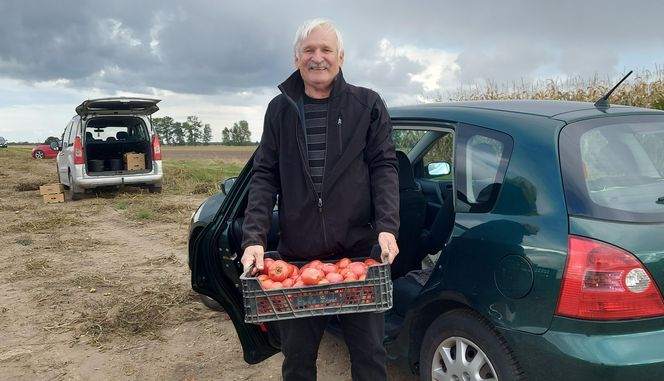 Samozbiory pomidorów na plantacji w Niewirkowie cieszą się powodzeniem