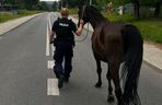 Przy drodze w pow. puławskim na Lubelszczyźnie biegały konie