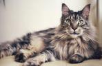 Maine Coon