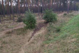 Lubelskie. BMW rozpadło się na kawałki. Przypadkowy kierowca odnalazł 28-latka. Koszmarny widok