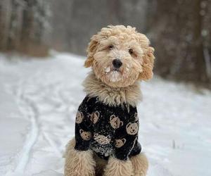 Pies Rubików ubiera się u Prady