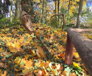 Jesień w Ogrodzie Botanicznym UKW. To ostatnia szansa na spacer wśród złotych liści!